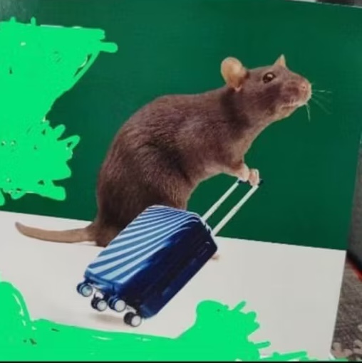 Rational Rat